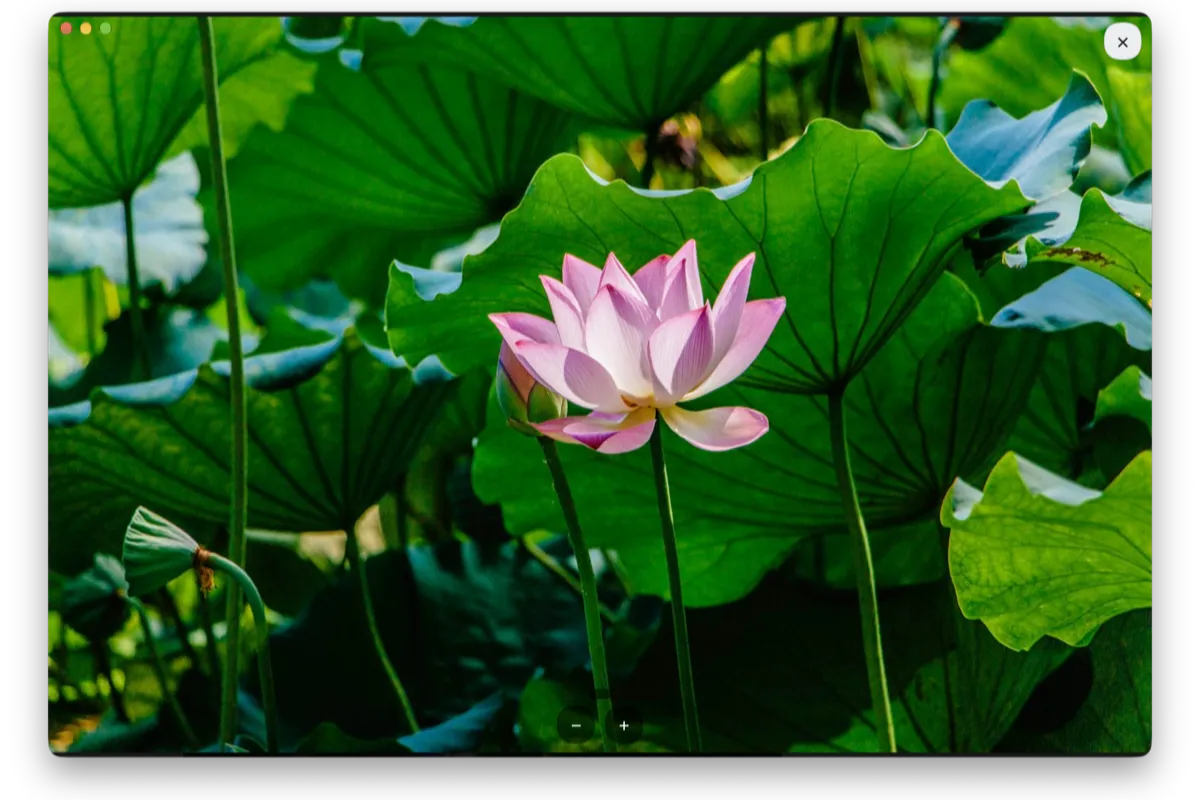 Fullscreen Image: a lotus photo opened fullscreen in Obsidian with zoom controls and a close button.